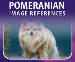 400 Pomeranian References Pack – Vol 1