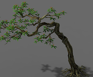 Plant - safflower tree