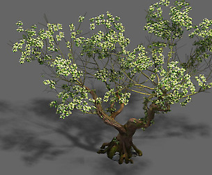 Plant - pear tree