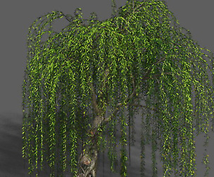Plant - Willow 12