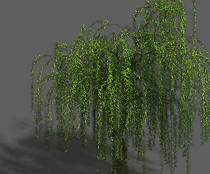 Plant - Willow 13