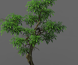 Plant - green tree 1