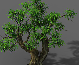 Plant - Green Tree 3