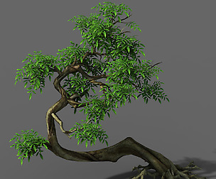 Plant - Green Tree 4