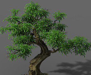 Plant - Green Tree 5
