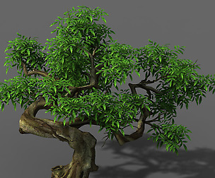 Plant - Green Tree 6