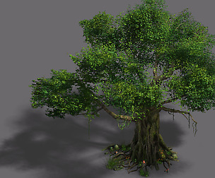 Plant - banyan tree