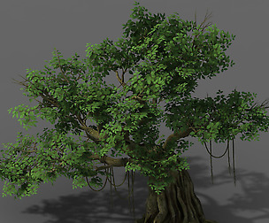 Plant - banyan tree 02