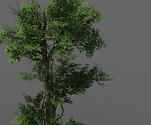 Plant - banyan tree 03