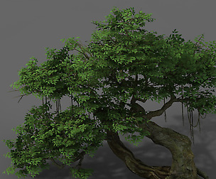 Plant - banyan tree 04