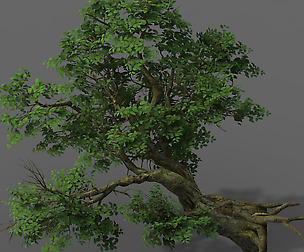 Plant - banyan tree 05