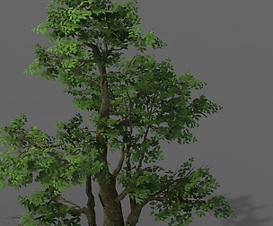 Plant - banyan tree 06