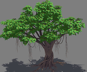 Plant - banyan tree 14