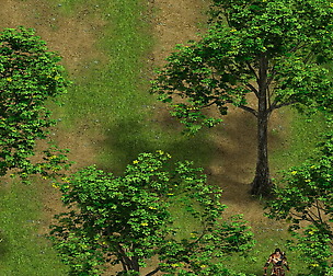 Plant - Tree 16
