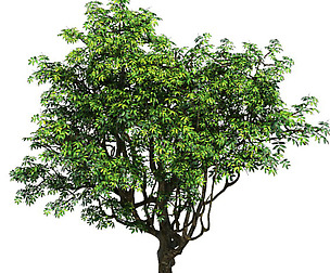 Plant - Tree 18