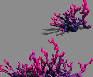 Plant - pool - aquatic plants