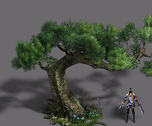 Plant - Pine 16