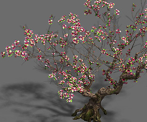 Plant - Peach Tree 18