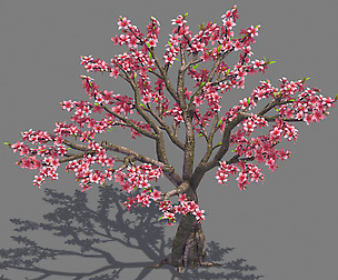 Plant - Peach 13