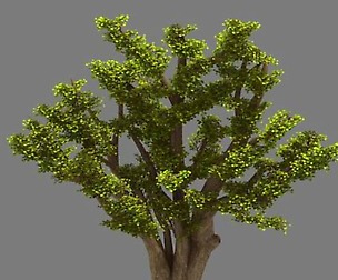 Plant - Ginkgo Tree 01