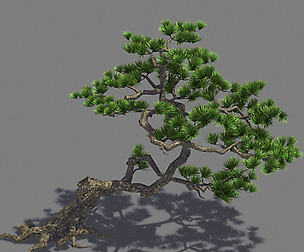Plant - welcoming pine 01