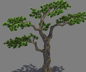 Plant - welcoming pine 02