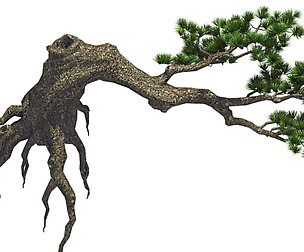 Plant - welcoming pine 03