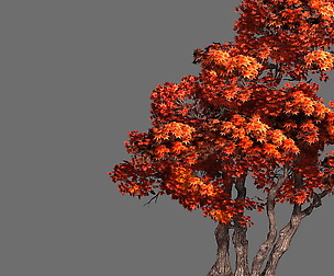Game Model - Forest - Maple Tree 7