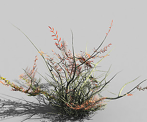 Game Models - Forest - Shrubs 06