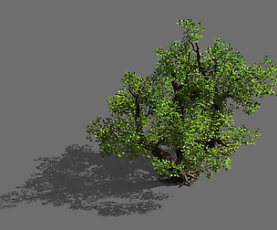 Game Models - Forest - Shrubs 10