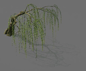 Game Model - Forest - Willow 01
