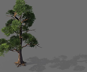 Game Model - Forest - Tree 11