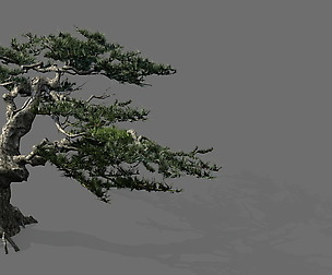 Game Model - Forest - Pine Tree 01 - Tree - Stone