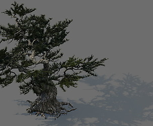 Game Model - Forest - Pines 02e