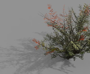 Game Model - Forest - Weed