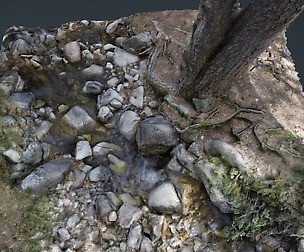 Tree River