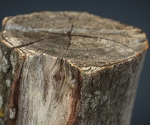 Wood Log 3
