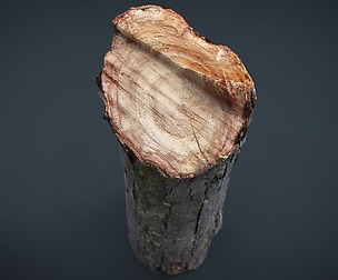 Wood Log 2