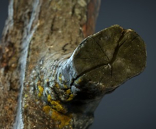 Wood Log 1