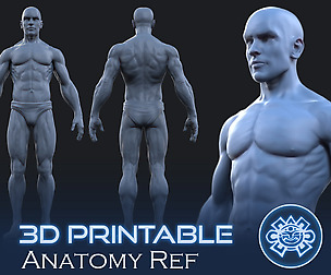 Printable Male Anatomy Figure