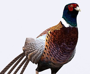 3DRT - Pheasant