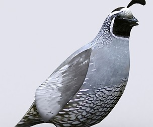 3DRT - Quail