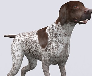 3DRT - Dog Pointer