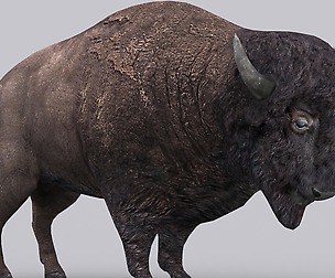 3DRT - Bison