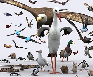 3DRT - Birds and critters