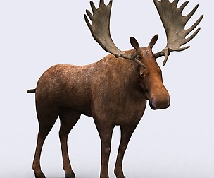 3DRT - Wild animals