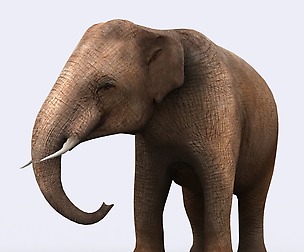 3DRT - Safari animals