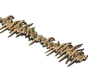 Desert - Bone Fossils