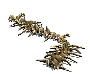 Desert - Bone Fossil 02