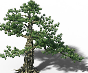 Big Tree - White Chishan - Pine 02